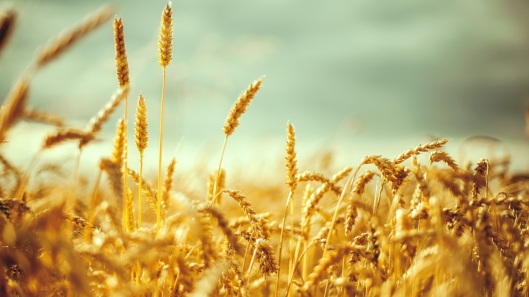 wheat at harvest